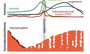 Graf över hormonnivåer och livmoderslemhinnan under menscykeln. Kan vara svårt att bli gravid trots regelbunden mens om hormonerna inte samspelar rätt.