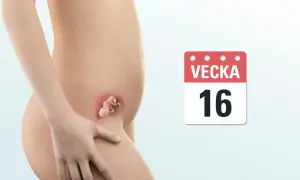 Gravid mage med foster i vecka 16. En kalender visar "Vecka 16".
