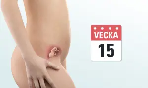 Gravid vecka 15. En illustration visar en gravid mage med en bebis i livmodern. En kalender visar "Vecka 15".