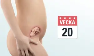 Gravid mage med foster i vecka 20. En kalender visar tydligt att det är vecka 20.