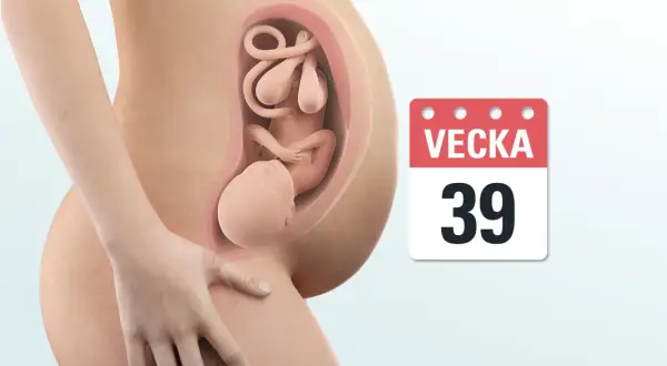 Gravid v 39. En detaljerad bild visar ett foster i livmodern, med en kalender som indikerar vecka 39.