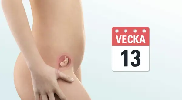 Gravid mage med foster i vecka 13. Kalendern visar att det är vecka 13, en viktig milstolpe under graviditetens första trimester.