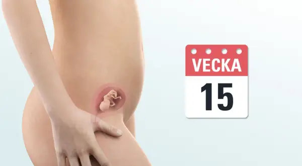 Gravid vecka 15. En illustration visar en gravid mage med en bebis i livmodern. En kalender visar "Vecka 15".