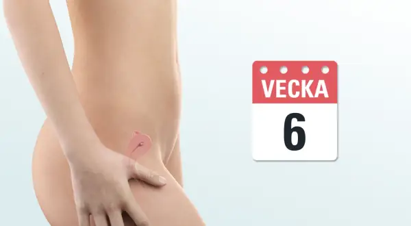 Illustration av en gravid livmoder, vecka 6. Ett tidigt ultraljud visar hur ett litet embryo utvecklas.