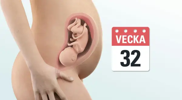 Gravid mage med foster i vecka 32. Kalenderikon visar "VEСKA 32".