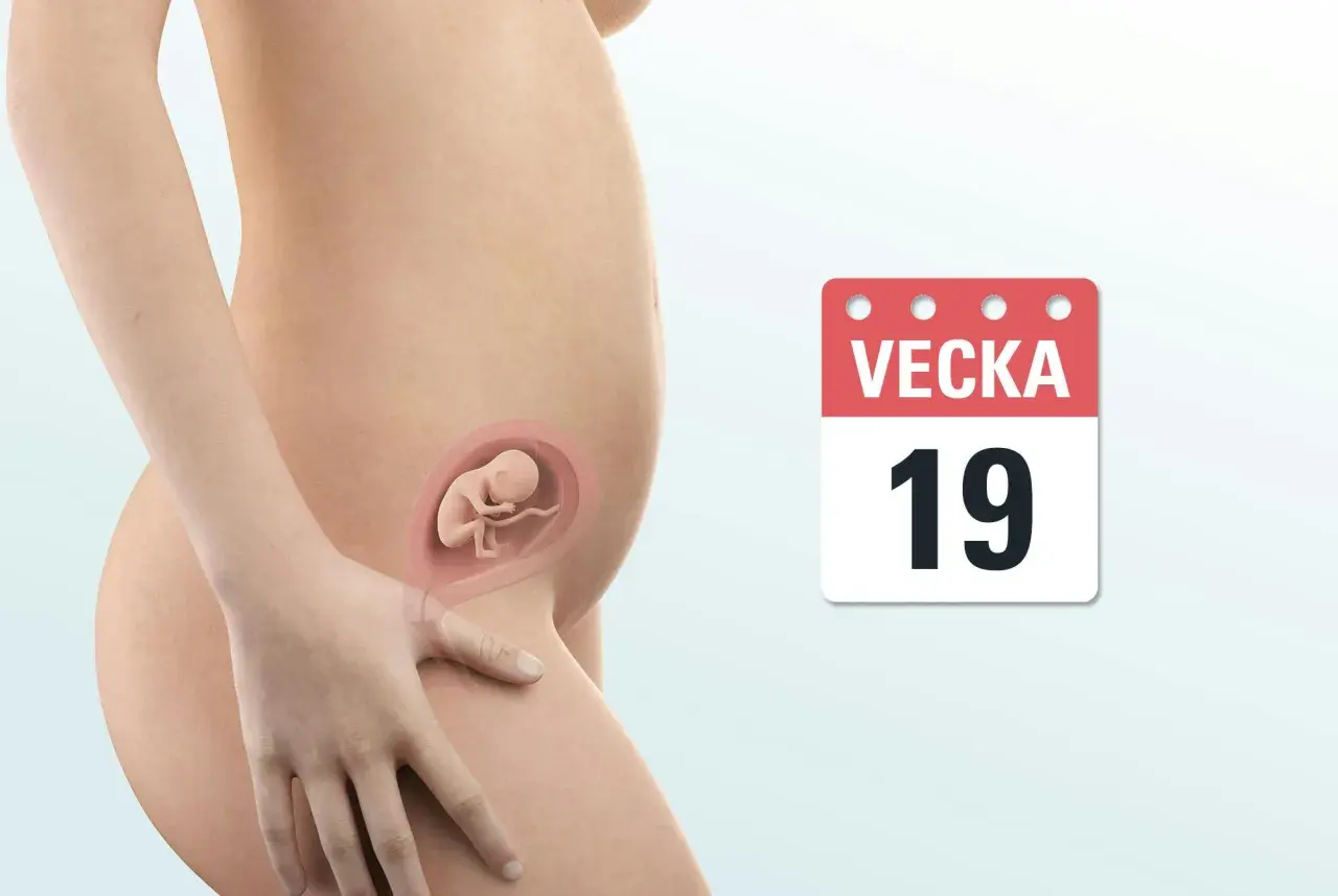 Gravid v 19. En illustration visar en gravid mage med en bebis i livmodern. Bredvid syns en kalender som visar vecka 19.