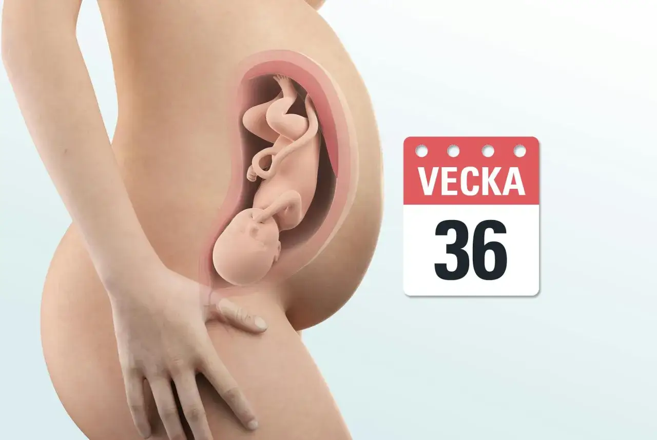Gravid mage med foster i vecka 36. Barnet börjar bli trångt därinne.
