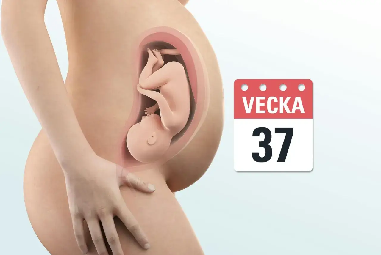 Graviditet vecka 37. En bebis ligger redo i livmodern, n&auml;ra en fullg&aring;ngen graviditet.
