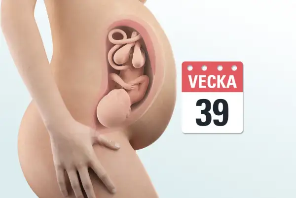 Gravid v 39. En detaljerad bild visar ett foster i livmodern, med en kalender som indikerar vecka 39.