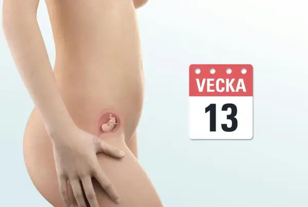 Gravid mage med foster i vecka 13. Kalendern visar att det är vecka 13, en viktig milstolpe under graviditetens första trimester.