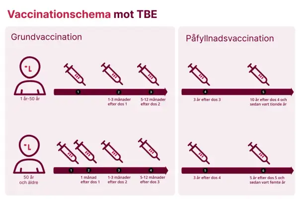 Schema för tbe vaccin gravid. Grundvaccination och påfyllnadsdoser visas för olika åldrar.