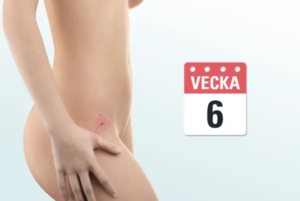 Illustration av en gravid livmoder, vecka 6. Ett tidigt ultraljud visar hur ett litet embryo utvecklas.